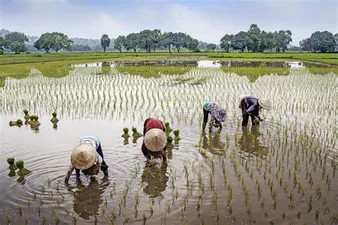 Bachelor of Science in Agriculture(BSc)